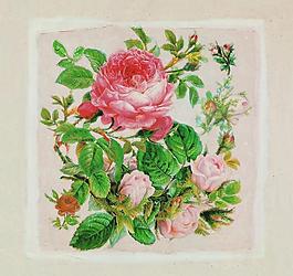 牡丹花 玫瑰花圖片