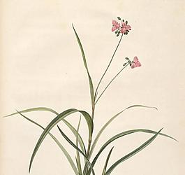春之呼吸 花卉图片