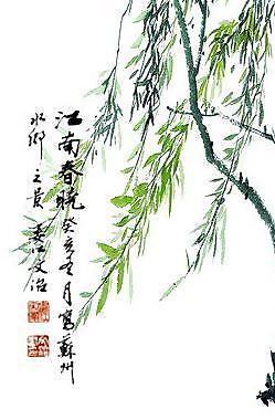 楊柳依依圖片