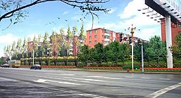 街路绿化图片