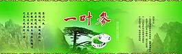 一葉參圖片