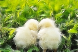 動(dòng)物炫光光影效果無(wú)框畫(huà)裝飾畫(huà)