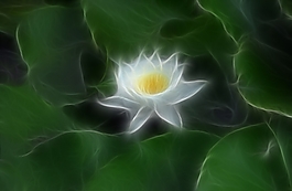 植物花卉炫光光影效果無(wú)框畫(huà)裝飾畫(huà)