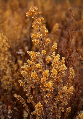 植物花卉炫光光影效果無框畫裝飾畫