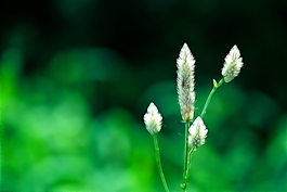 植物花卉炫光光影效果無(wú)框畫裝飾畫