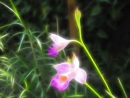 植物花卉炫光光影效果無(wú)框畫(huà)裝飾畫(huà)