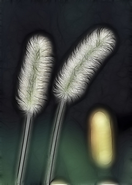 植物花卉炫光光影效果無框畫裝飾畫