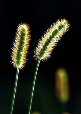 植物花卉炫光光影效果無(wú)框畫裝飾畫