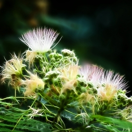 植物花卉炫光光影效果無框畫裝飾畫