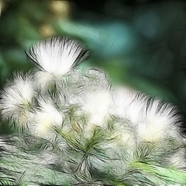 植物花卉炫光光影效果無(wú)框畫裝飾畫