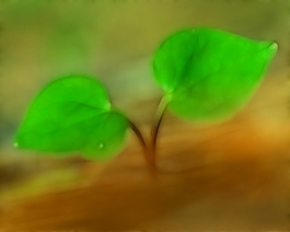 植物花卉炫光光影效果無(wú)框畫裝飾畫
