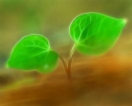 植物花卉炫光光影效果無(wú)框畫(huà)裝飾畫(huà)
