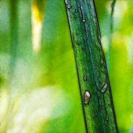植物花卉炫光光影效果無(wú)框畫裝飾畫