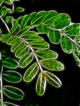 植物花卉炫光光影效果無(wú)框畫(huà)裝飾畫(huà)