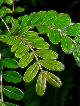 植物花卉炫光光影效果無(wú)框畫(huà)裝飾畫(huà)