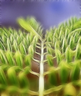 植物花卉炫光光影效果無(wú)框畫裝飾畫