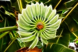 植物花卉炫光光影效果無(wú)框畫(huà)裝飾畫(huà)