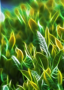 植物花卉炫光光影效果無框畫裝飾畫