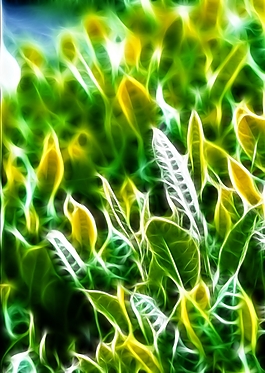 植物花卉炫光光影效果無框畫裝飾畫