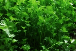 植物花卉炫光光影效果無(wú)框畫(huà)裝飾畫(huà)