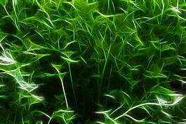 植物花卉炫光光影效果無框畫裝飾畫