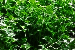 植物花卉炫光光影效果無(wú)框畫(huà)裝飾畫(huà)
