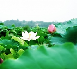 植物花卉炫光光影效果無框畫裝飾畫