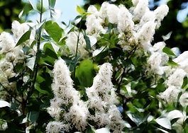 植物花卉炫光光影效果無(wú)框畫(huà)裝飾畫(huà)
