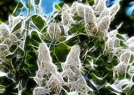 植物花卉炫光光影效果無框畫裝飾畫