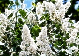 植物花卉炫光光影效果無(wú)框畫(huà)裝飾畫(huà)