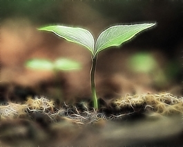 植物花卉炫光光影效果無(wú)框畫(huà)裝飾畫(huà)
