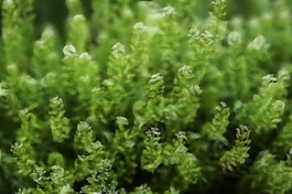 植物花卉炫光光影效果無(wú)框畫(huà)裝飾畫(huà)