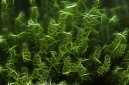 植物花卉炫光光影效果無(wú)框畫裝飾畫