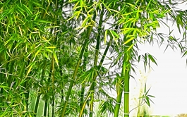 植物花卉炫光光影效果無框畫裝飾畫