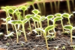 植物花卉炫光光影效果無(wú)框畫(huà)裝飾畫(huà)