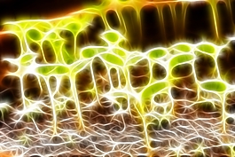 植物花卉炫光光影效果無(wú)框畫(huà)裝飾畫(huà)