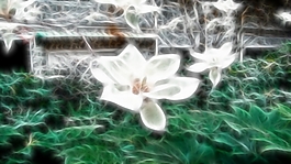 植物花卉炫光光影效果無(wú)框畫裝飾畫