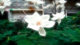 植物花卉炫光光影效果無(wú)框畫(huà)裝飾畫(huà)