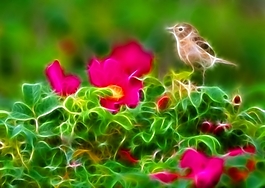 植物花卉炫光光影效果無(wú)框畫(huà)裝飾畫(huà)