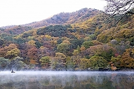 植物花卉炫光光影效果無(wú)框畫(huà)裝飾畫(huà)