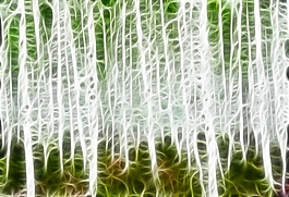 植物花卉炫光光影效果無(wú)框畫(huà)裝飾畫(huà)
