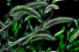 植物花卉炫光光影效果無(wú)框畫裝飾畫