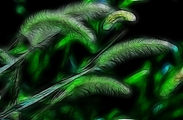 植物花卉炫光光影效果無(wú)框畫(huà)裝飾畫(huà)