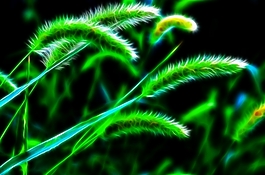 植物花卉炫光光影效果無(wú)框畫(huà)裝飾畫(huà)