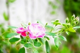 植物花卉炫光光影效果無(wú)框畫(huà)裝飾畫(huà)