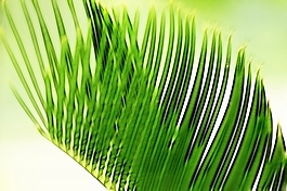 植物花卉炫光光影效果無框畫裝飾畫
