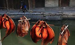 古鎮 安昌 魚干圖片