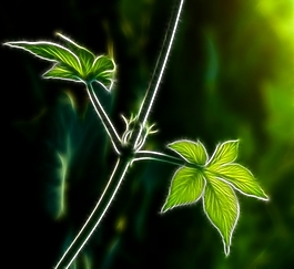 植物花卉炫光光影效果無(wú)框畫(huà)裝飾畫(huà)