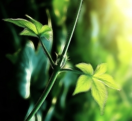 植物花卉炫光光影效果無框畫裝飾畫