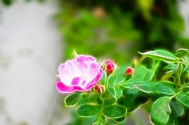 植物花卉炫光光影效果無框畫裝飾畫